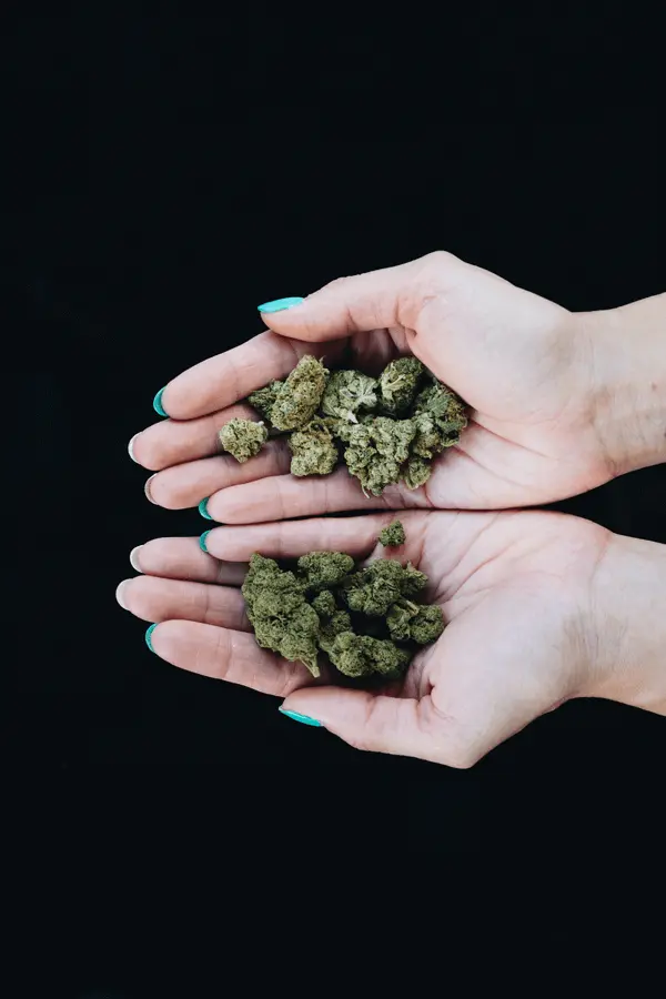 Cannabis zur Schmerzlinderung