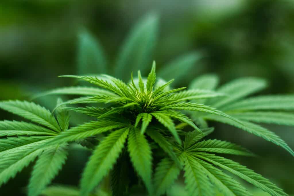 Wirkung von Cannabis als Medizin