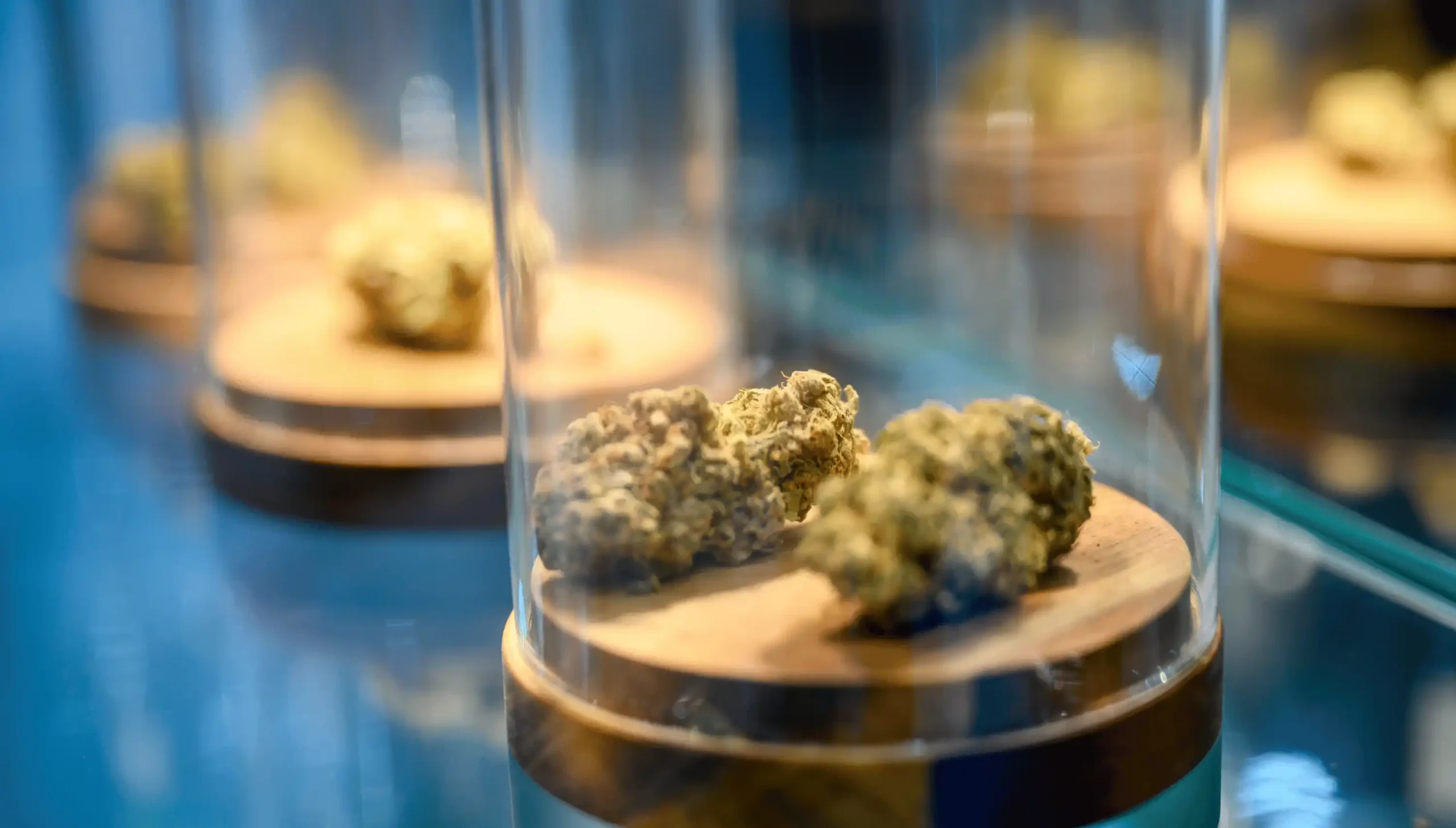 qualit&auml;t von cannabis erkennen