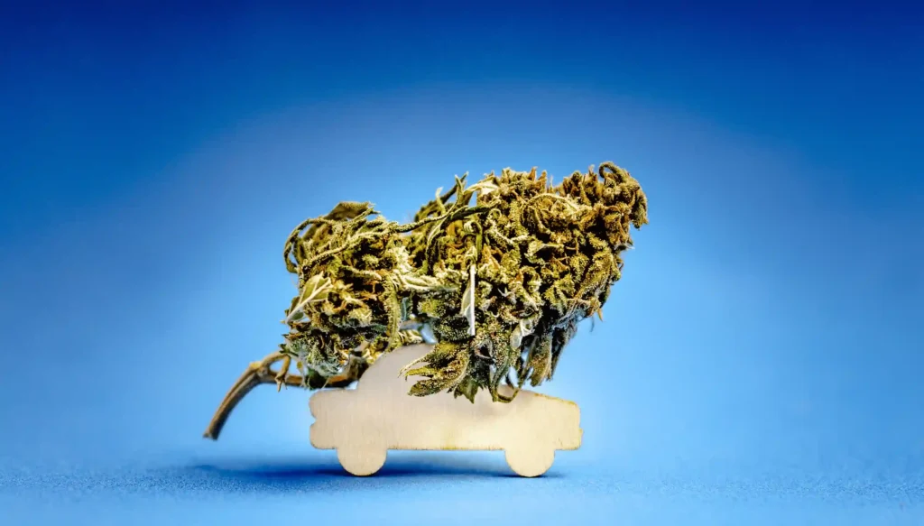 cannabis und autofahren erlaubt cannabis und autofahren erlaubt
