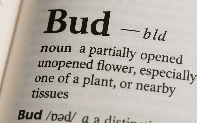 was-ist-ein-bud-bedeutung